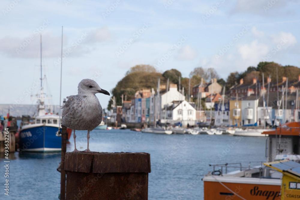 Chinwin Cottage Weymouth Buitenkant foto